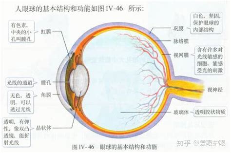 眼睛 部位|爱眼护眼：眼睛结构示意图+构造详解